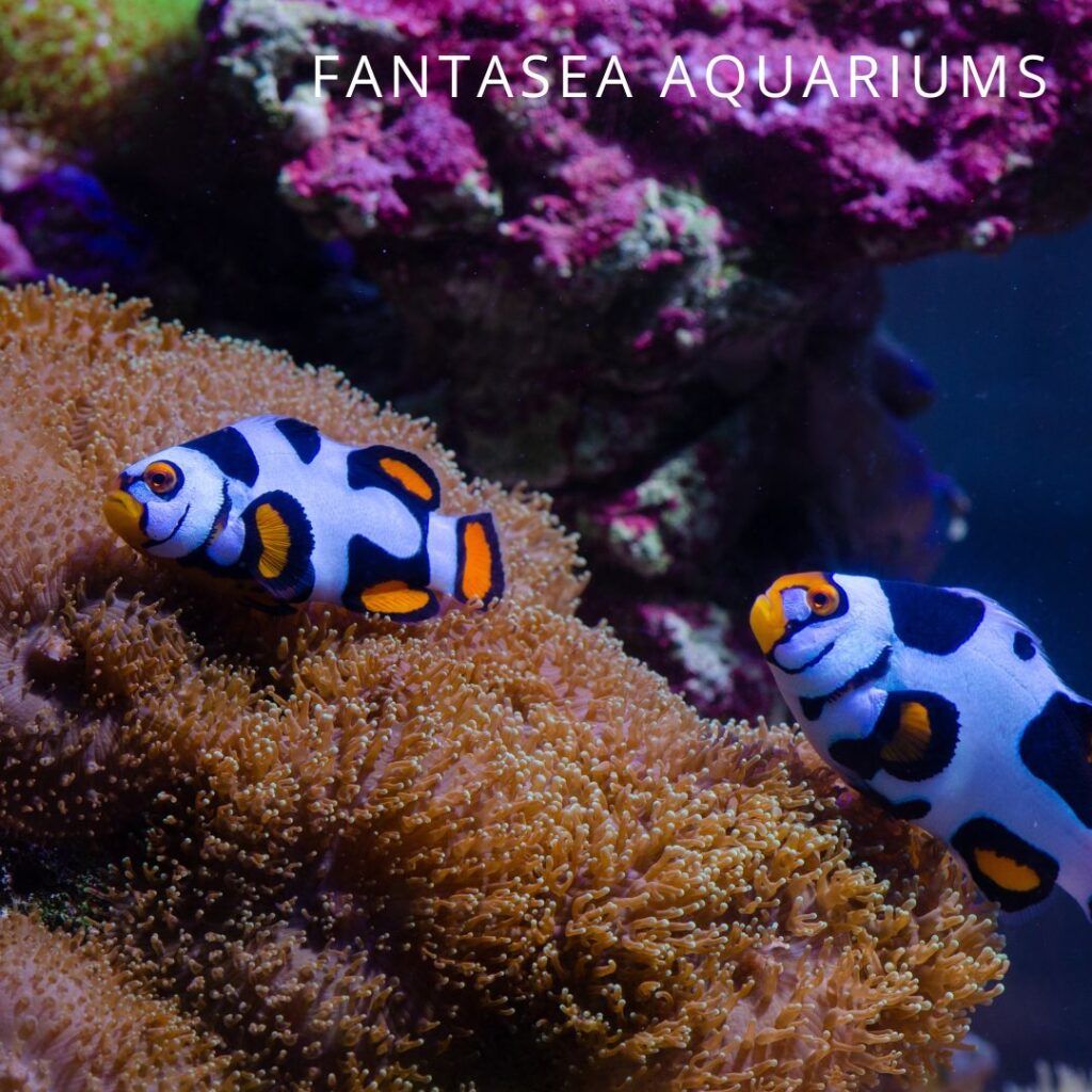 Picasso clownfish 