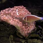 Pink skunk clownfish next to an anemone