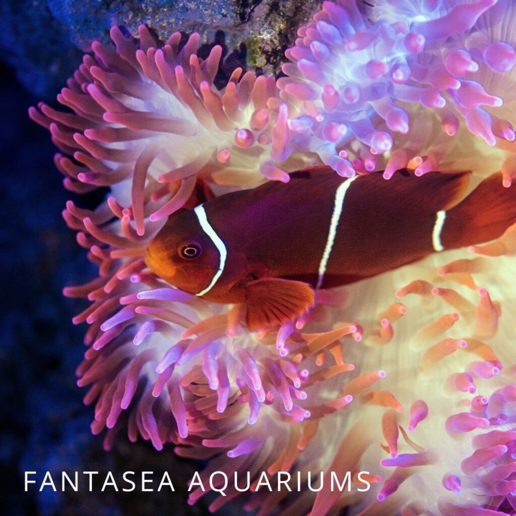 Amphiprion biaculeatus or maroon clownfish in an anemone