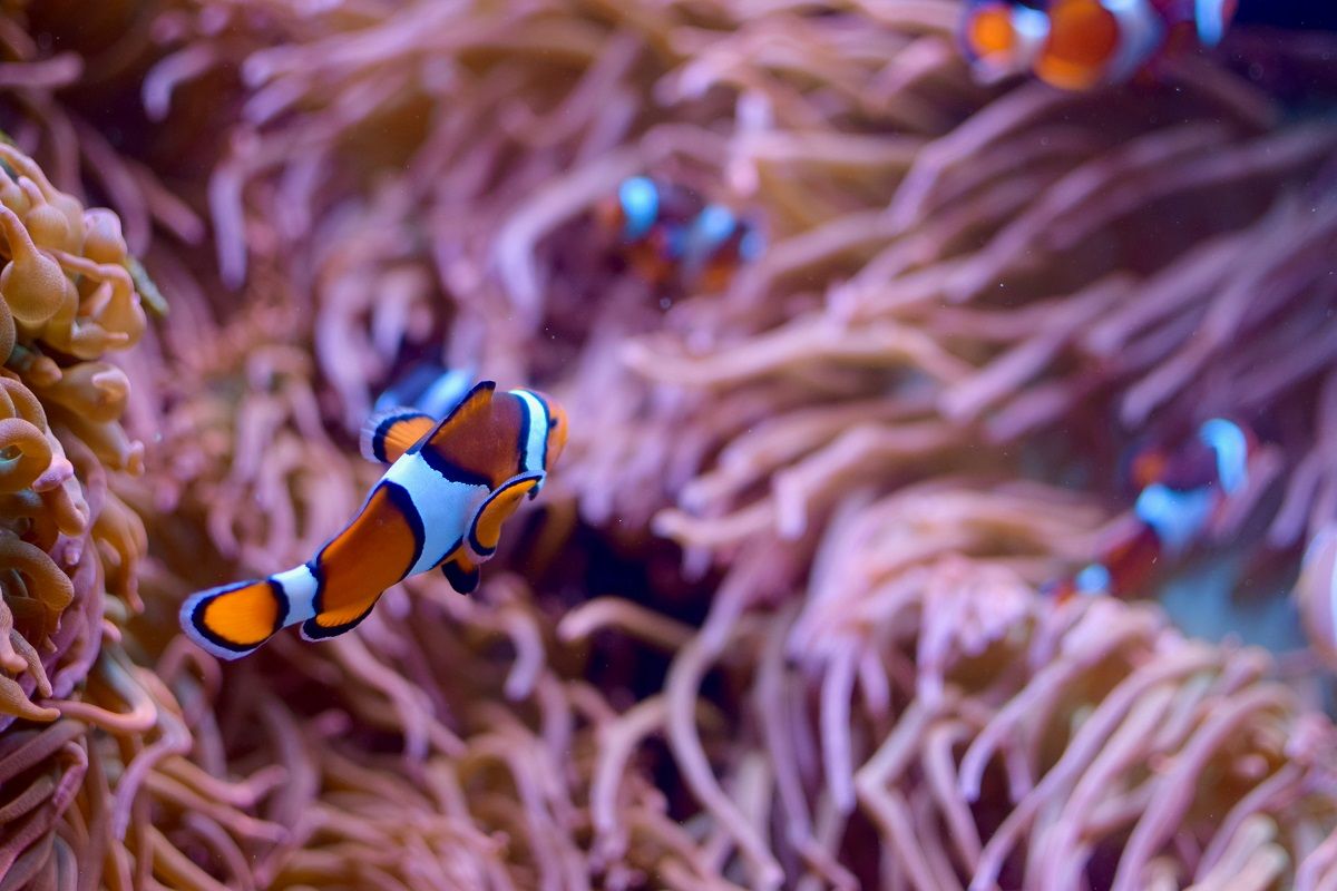 Clownfish among anemone tentacles
