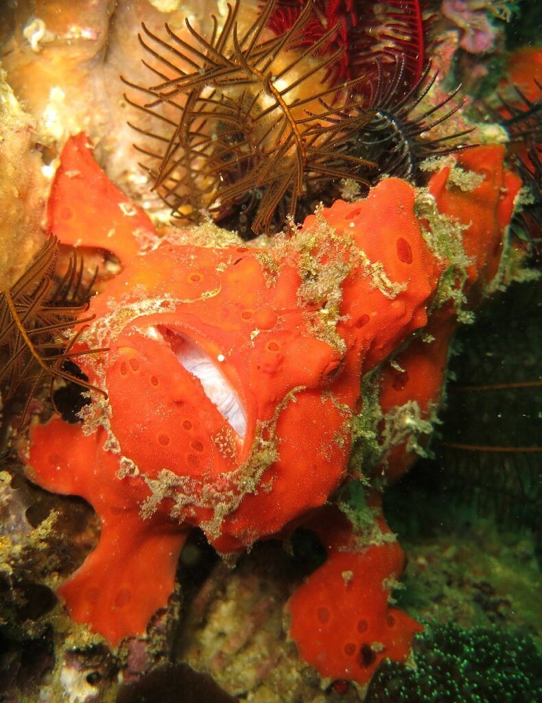 Red frogfish underwater photo.