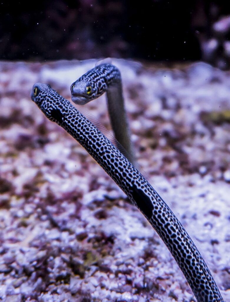 Garden eels in an aquarium.