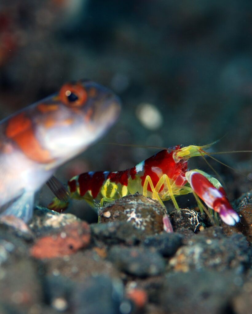 Pistol shrimp and watchman goby pair.
