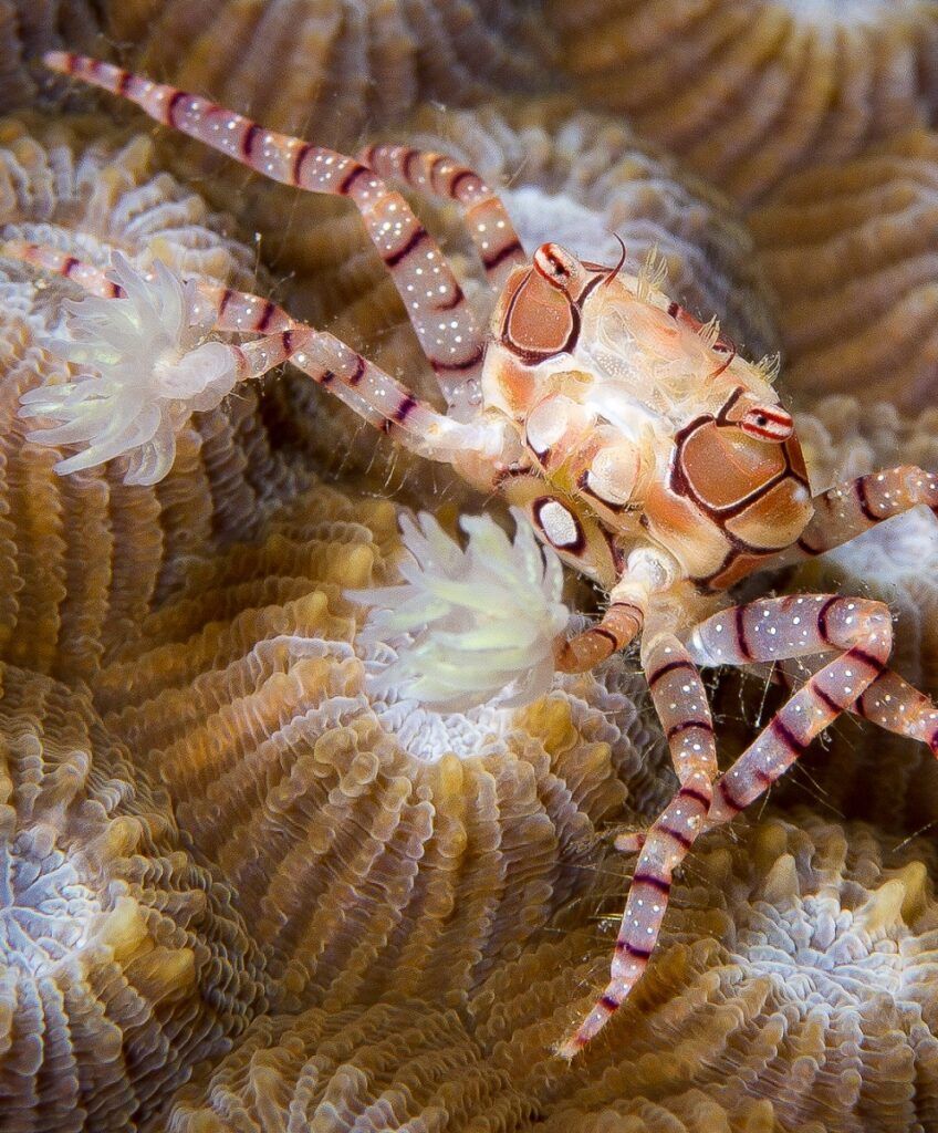 Lybia tessellata pom pom crab close-up on coral.