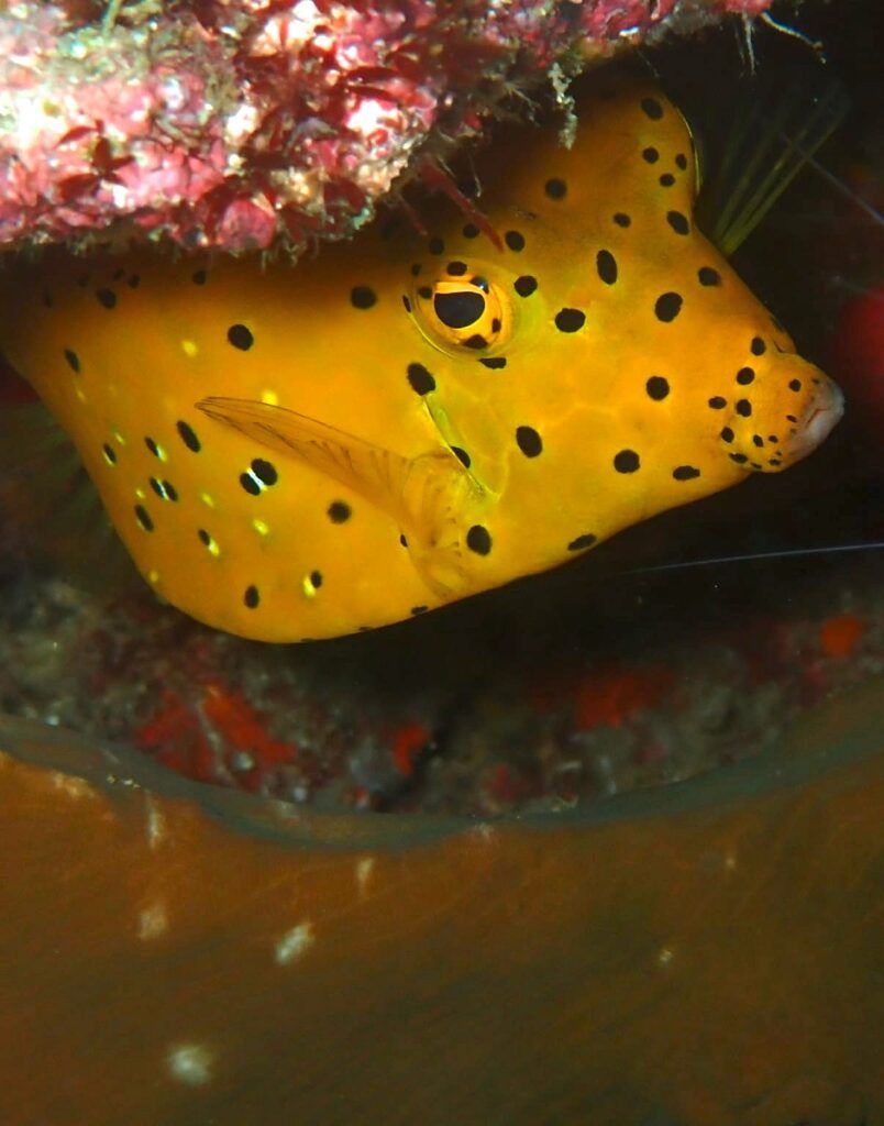 Yellow boxfish underwater photo