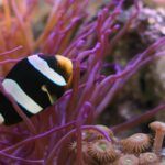 Clark's anemonefish with a sea anemone.