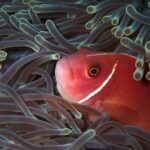 Pink skunk clownfish hiding in anemone