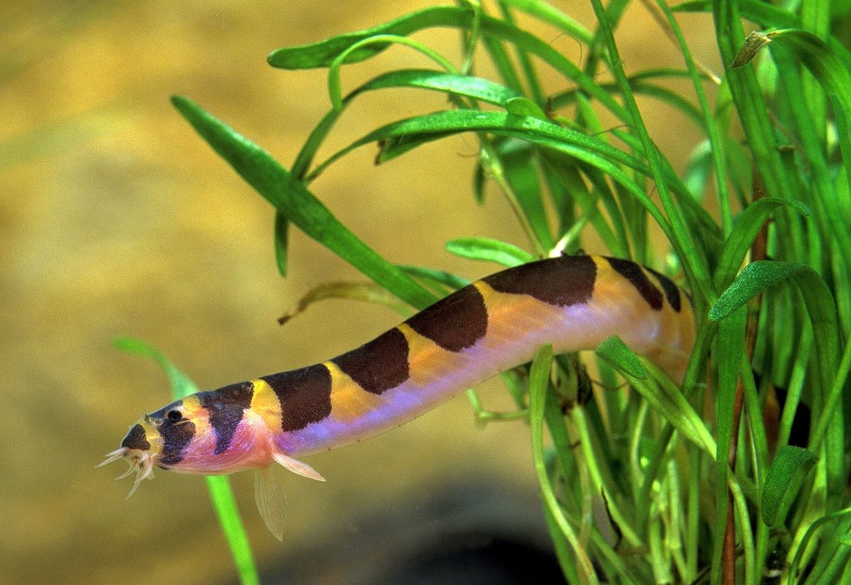 Kuhli loach fish hanging in a patch of aquarium plants